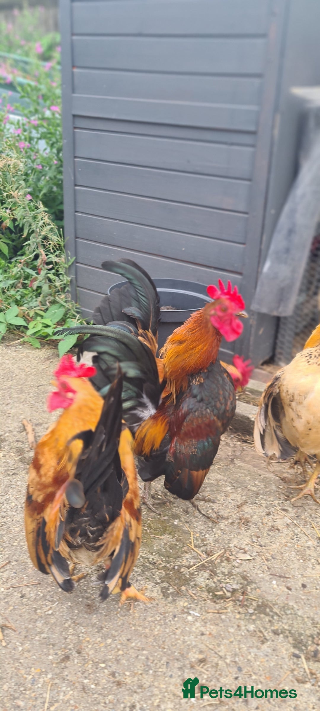 Chickens poultry for sale: Serama Chicken  - Image 2