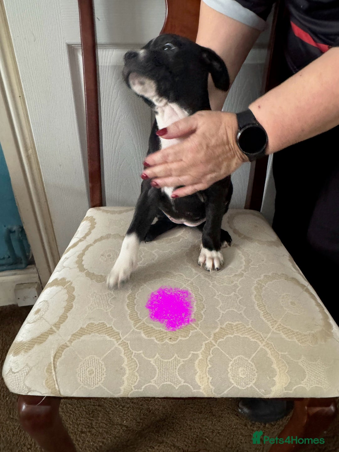Staffordshire Bull Terrier dogs for sale: Staffordshire Bull Terrier Puppies - Image 7