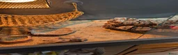 Bearded Dragon reptiles for sale: Bearded dragon with Vivarian  in Plymouth - Advert 5