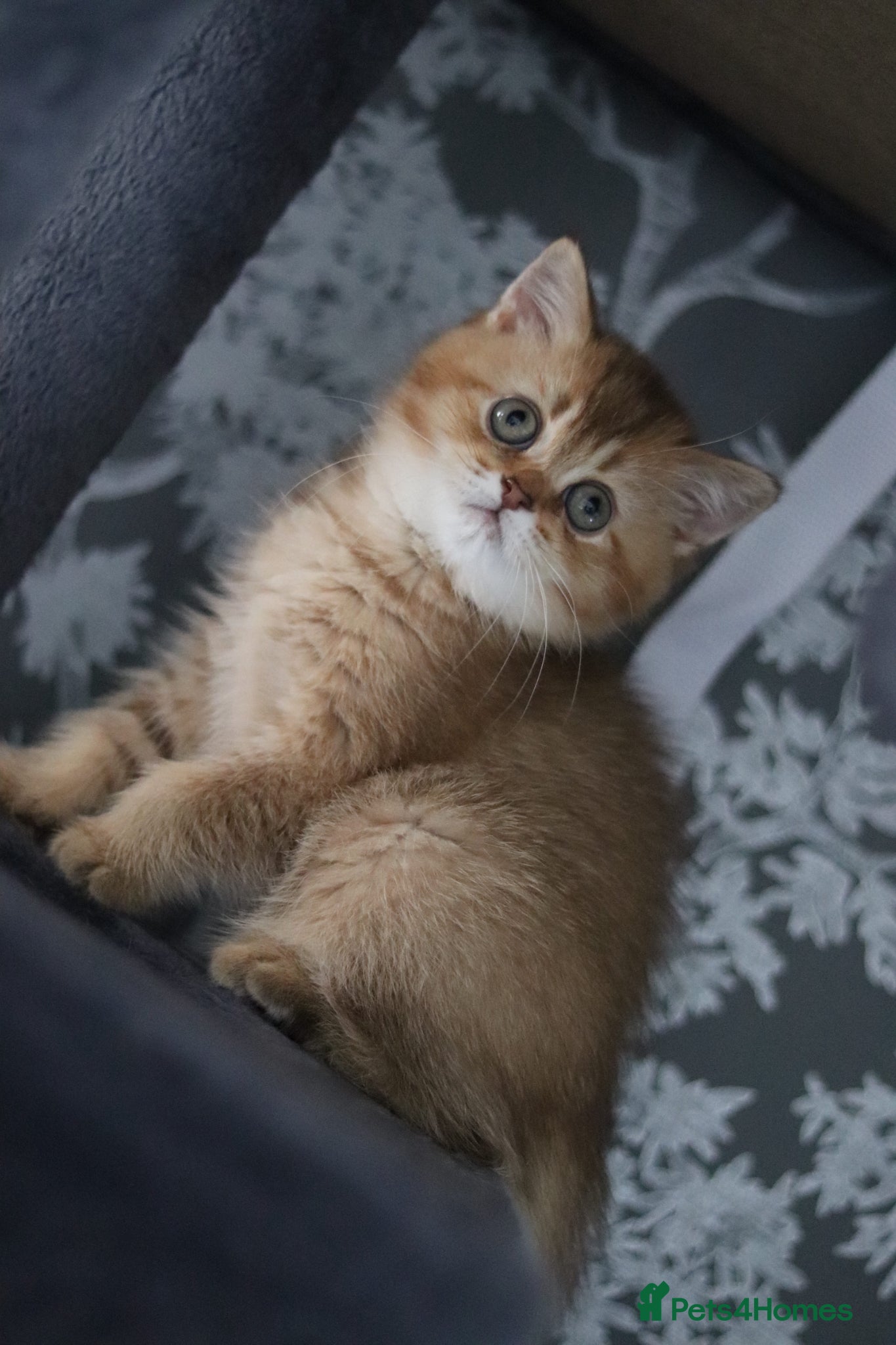 British Shorthair cats 🌟 Luxury Champion line Golden BSH Girl 🌟 - Advert 1