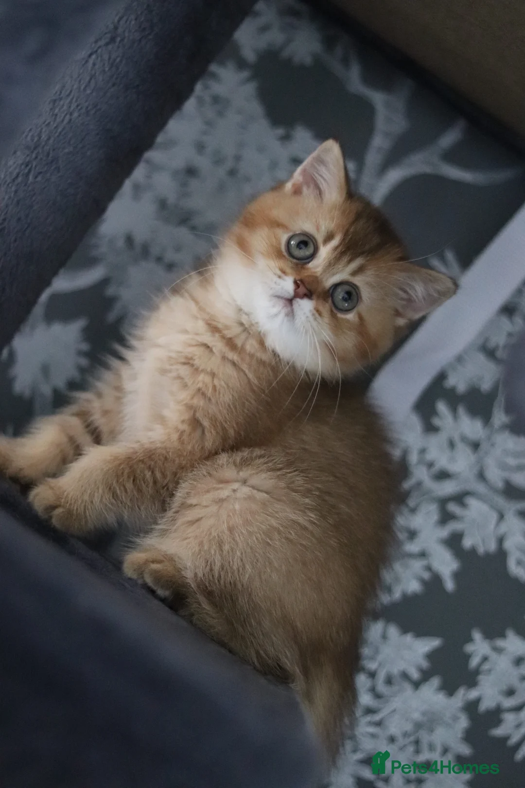 British Shorthair cats for sale: 🌟 Luxury Champion line Golden BSH🌟 - Advert 1