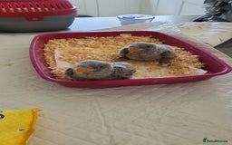 Parakeets birds for sale: Hand reared derbyan - Image 2
