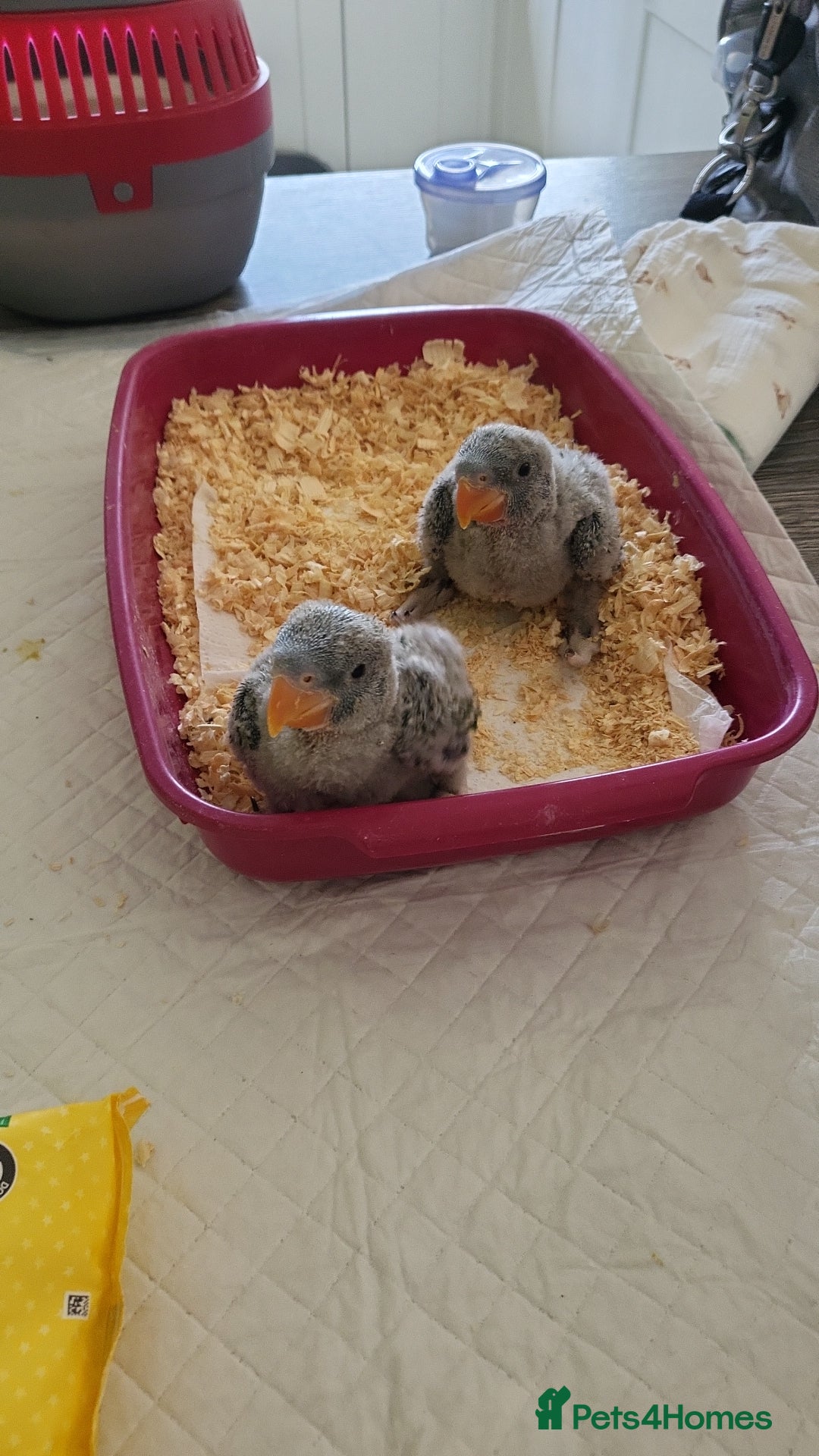 Parakeets birds for sale: Hand reared derbyan - Image 2