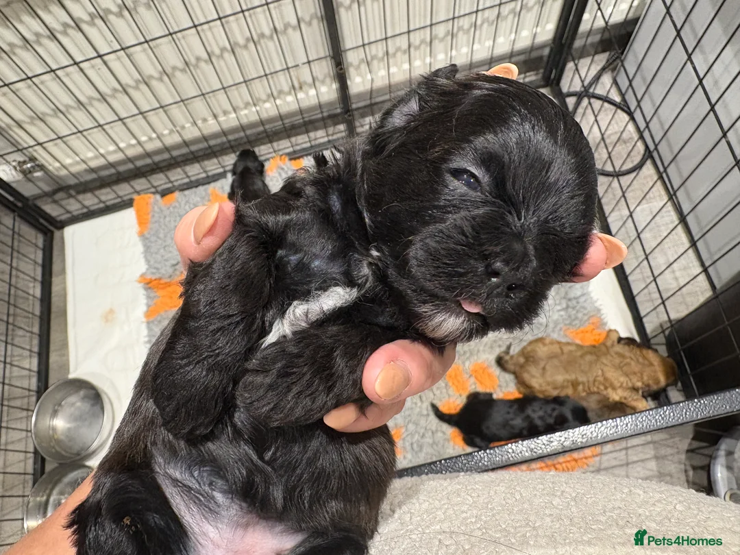 Shihpoo dogs for sale: Shihpoo f1 puppies  🩷🩷 - Advert 25