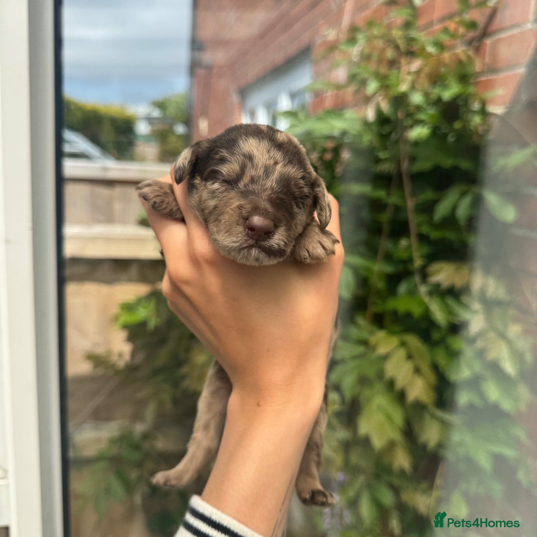 Mixed Breed Puppy 2