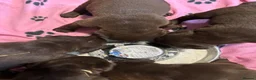 Labrador Retriever dogs for sale: Chocolate Labradors  - Advert 20