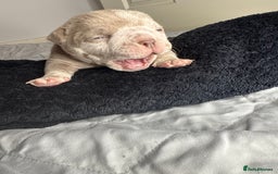 American Bully dogs for sale: Pocket bully’s  - Image 8