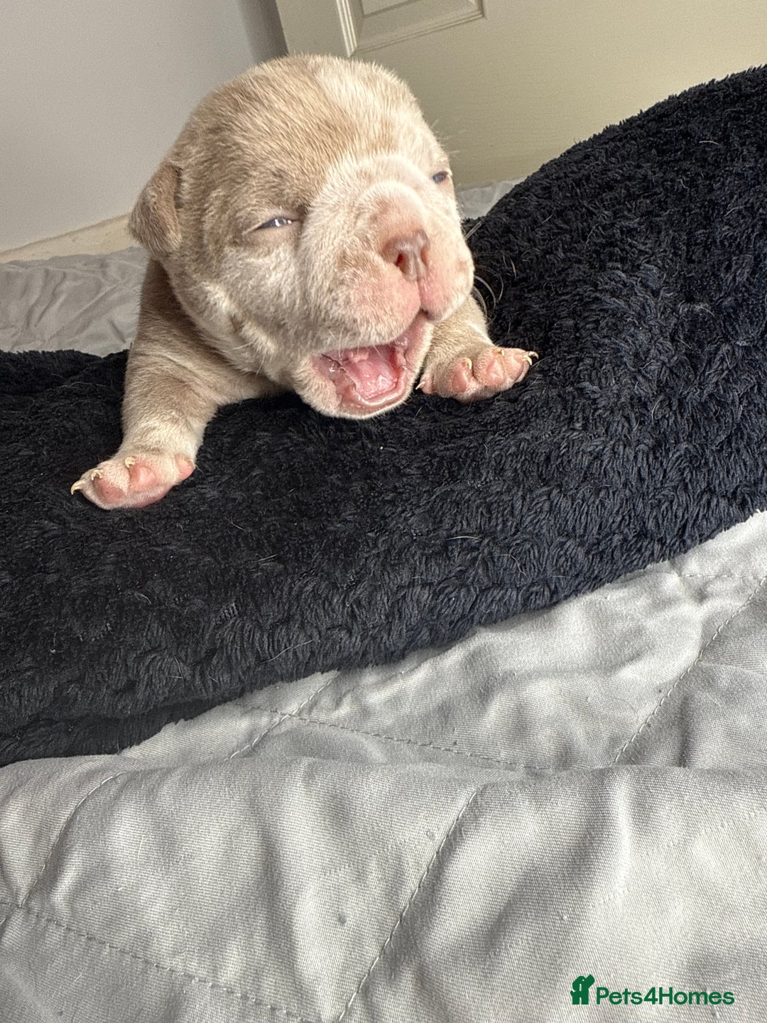 American Bully dogs for sale: Pocket bully’s  - Image 8