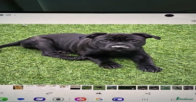 Staffordshire Bull Terrier dogs in Farnborough - Advert 7