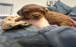 Cavapoo dogs for sale: 7 gorgeous F1b Cavapoo Puppies (4 girls & 3 boys)  - Image 14