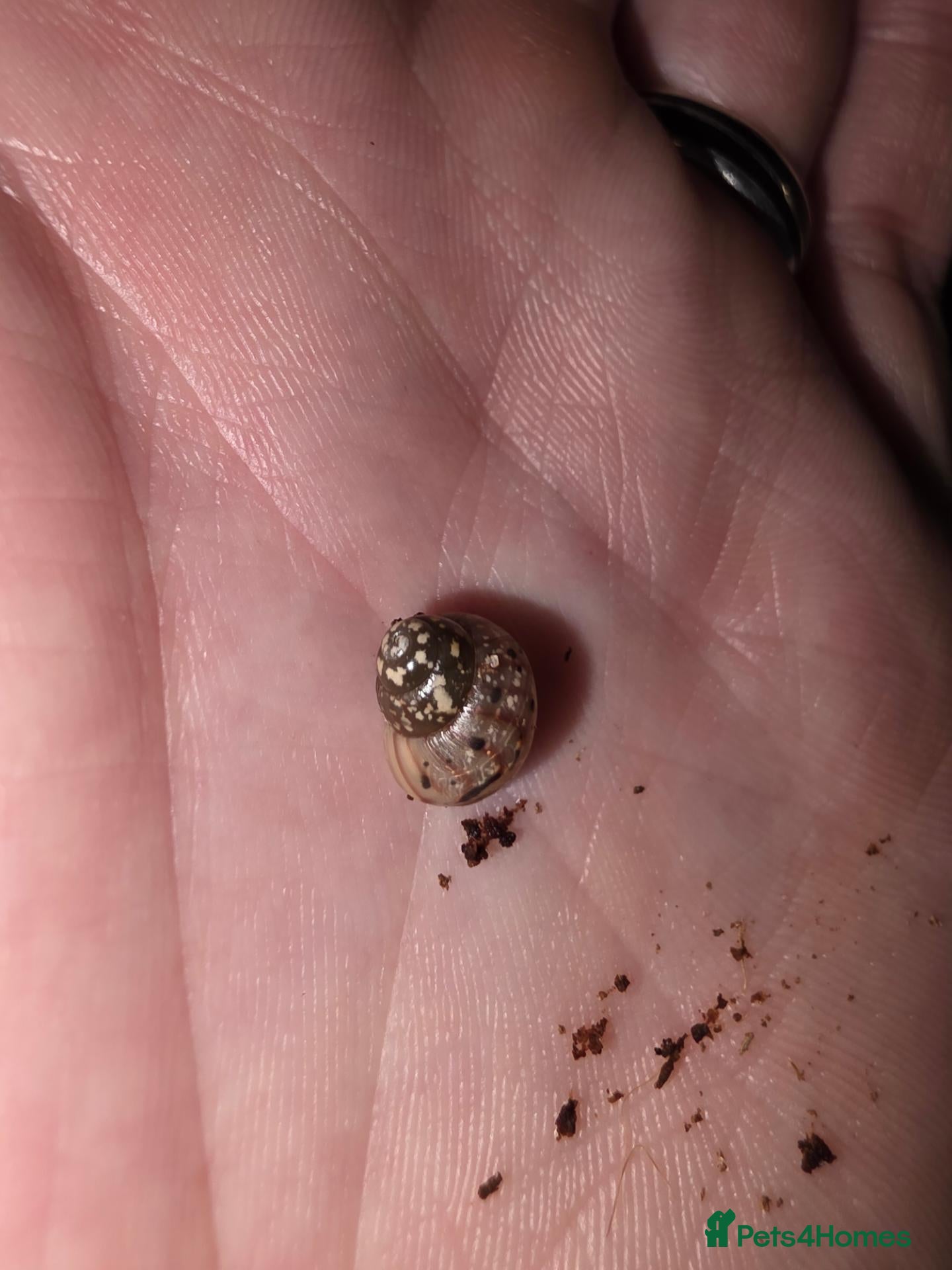 Snails invertebrates for sale: African Land Snails - Advert 1
