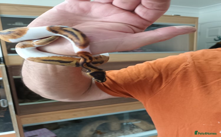 Python Snake reptiles - Advert 1