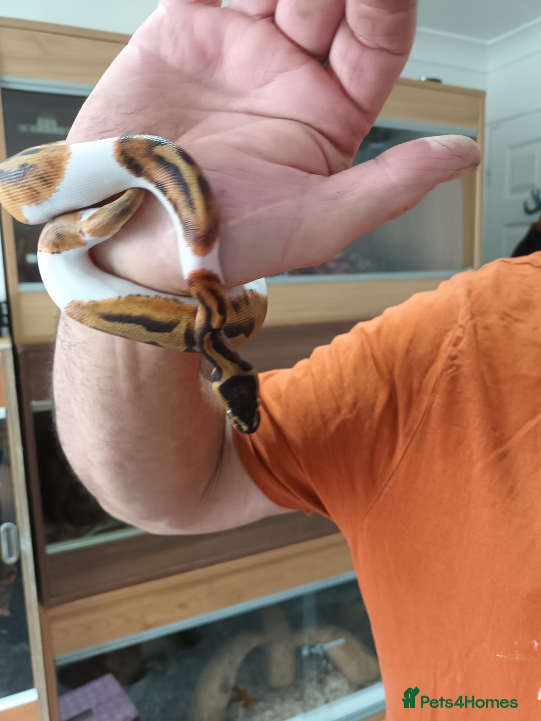 Python Snake reptiles for sale: Ball Python and vivarium - Image 1