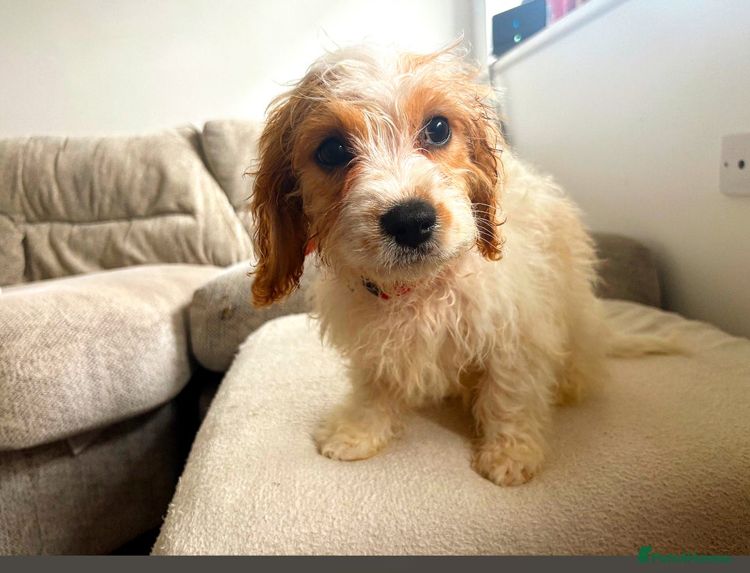Cavapoo dogs for sale: Beautiful Blenheim cavapoo puppies - Image 4