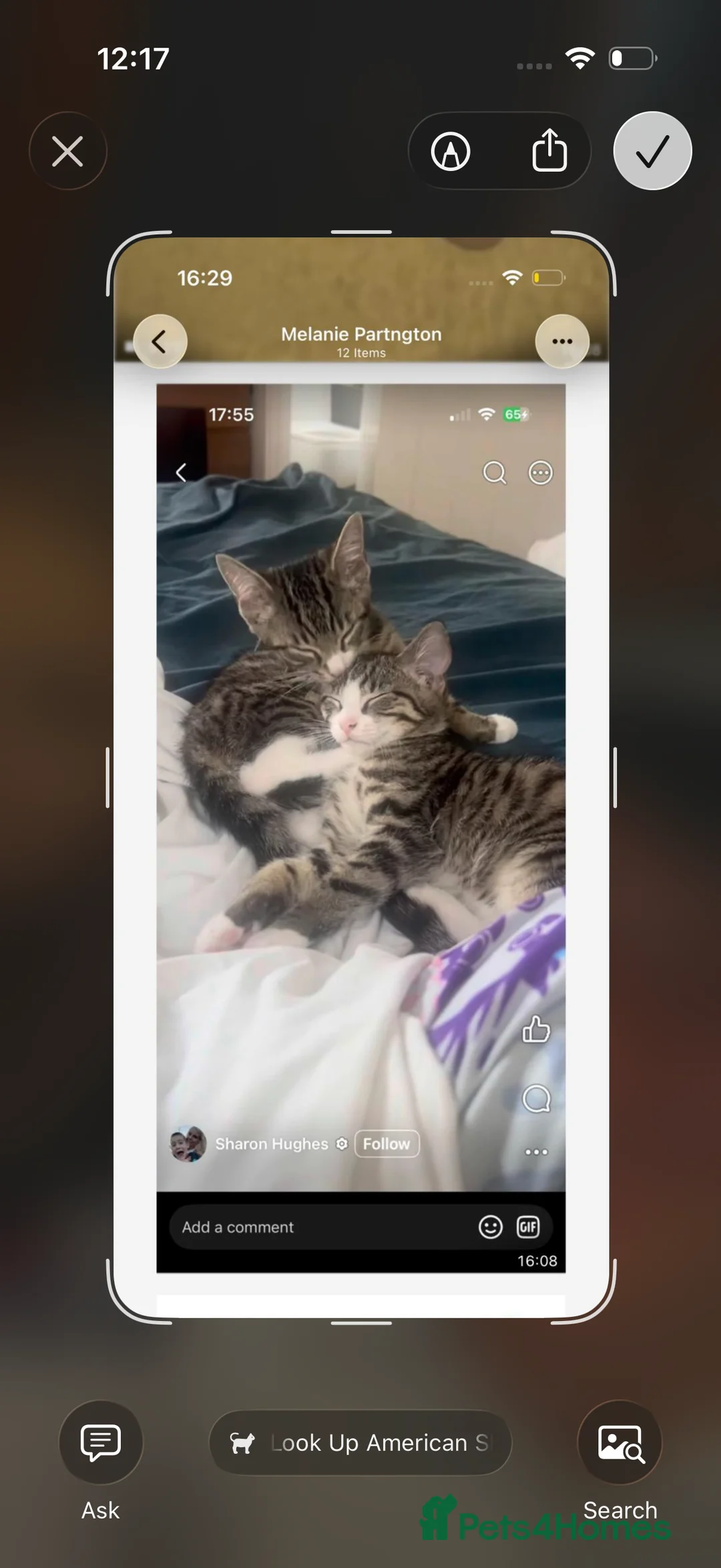 Mixed Breed cats for sale: Beautiful pair of kittens Ready now  in Haywards Heath - Advert 2