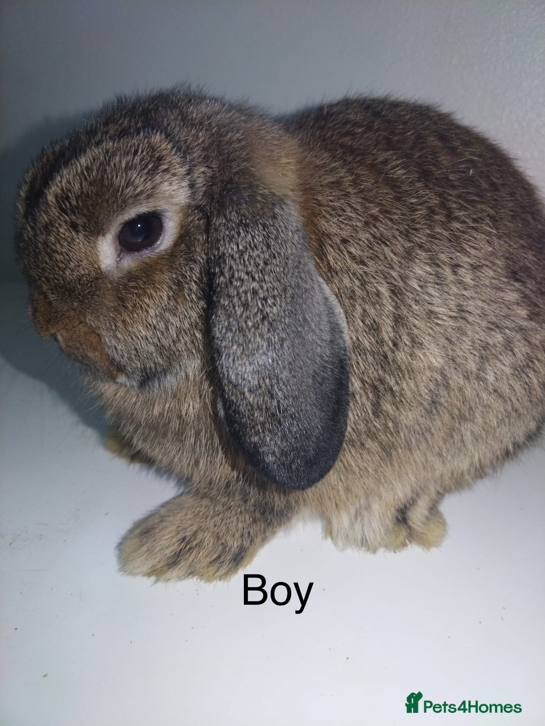 Mini Lop rabbits for sale: Mini lops available  - Advert 8