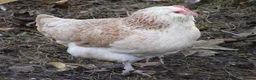 Hens poultry for sale: Bantam Hens -  Faverolles Pekins Sablepoot Sikies - Advert 5