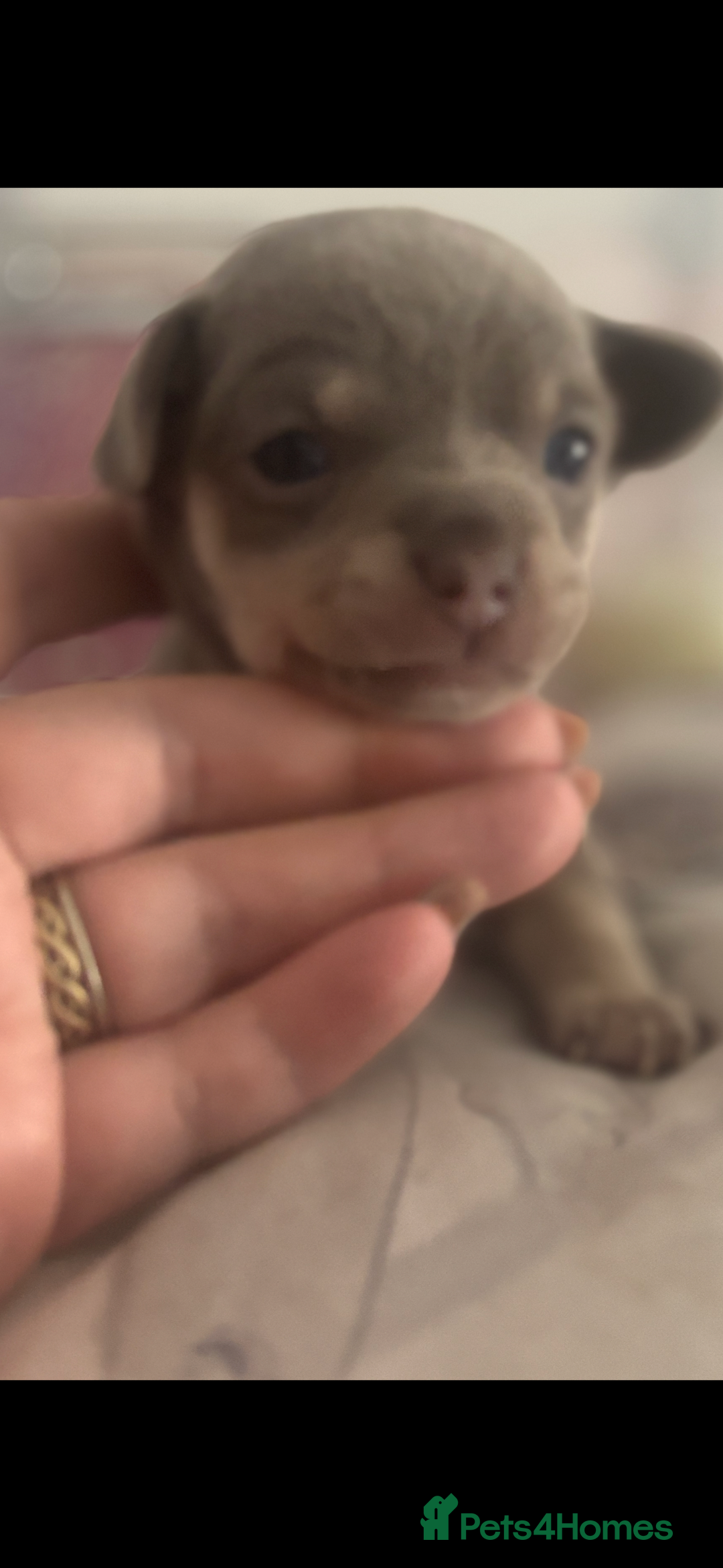 Chihuahua dogs for sale: Lilac girls - Image 3
