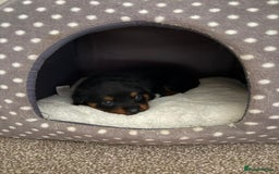 Rottweiler dogs for sale: LAST PUPS REMAINING. READY TO LEAVE  - Image 39