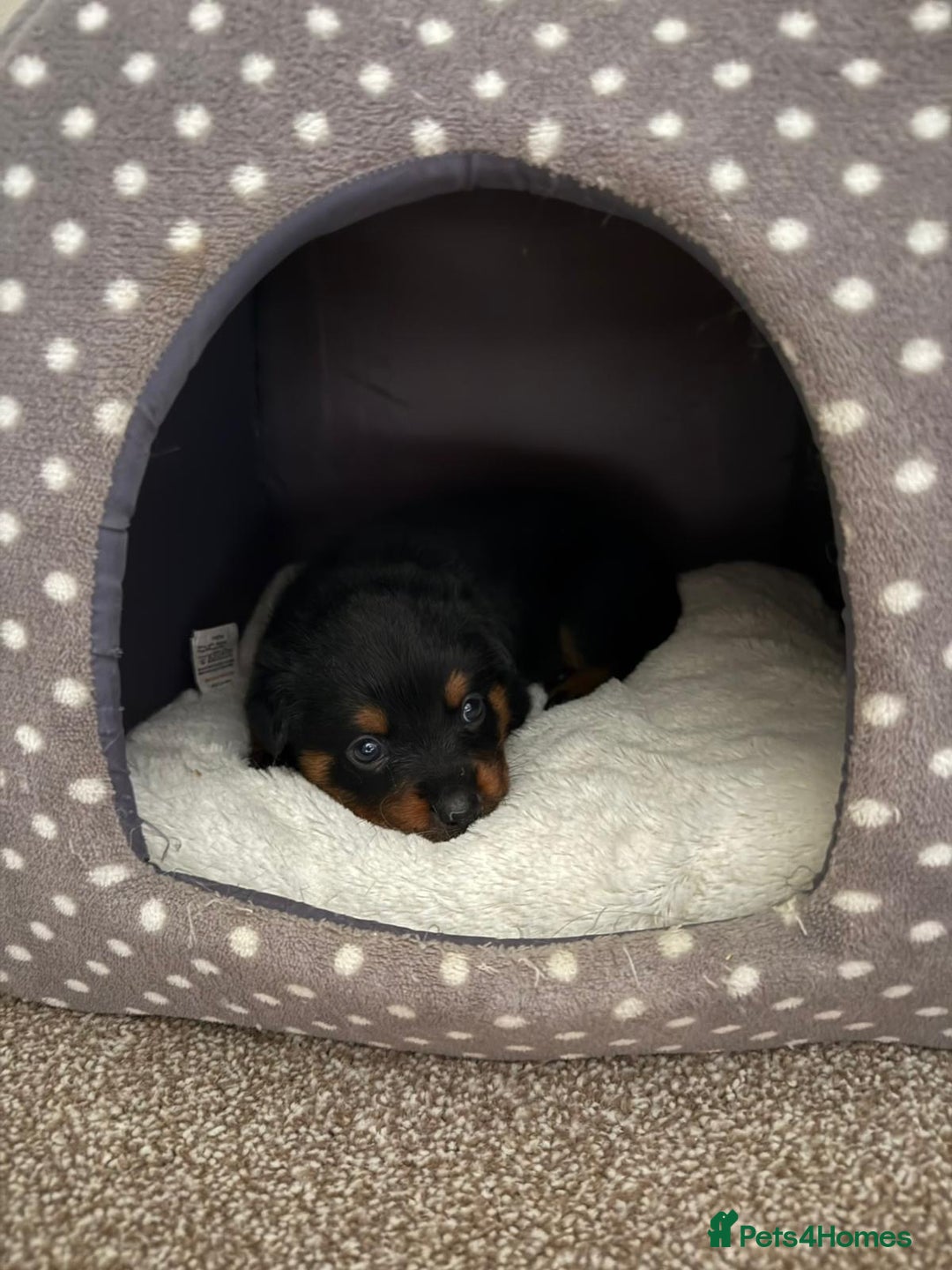 Rottweiler dogs for sale: LAST PUPS REMAINING. READY TO LEAVE  - Image 39