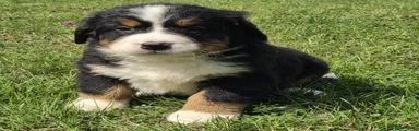Bernese Mountain Dog 4
