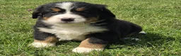 Bernese Mountain Dog dogs for sale: Quality Purebred Bernese Mountain Dog Pups  - Advert 5