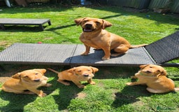 Labrador Retriever dogs for sale: KC Reg Fox Red Labrador Male. Fully vaccinated. in Mold - Image 6