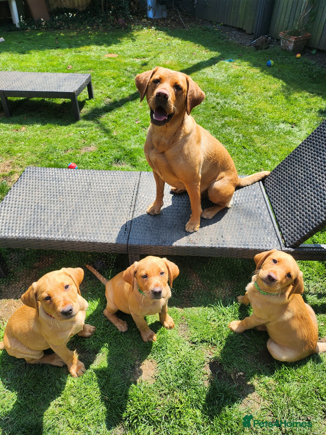 Labrador Retriever dogs for sale: KC Reg Fox Red Labrador Male. Fully vaccinated. in Mold - Image 6
