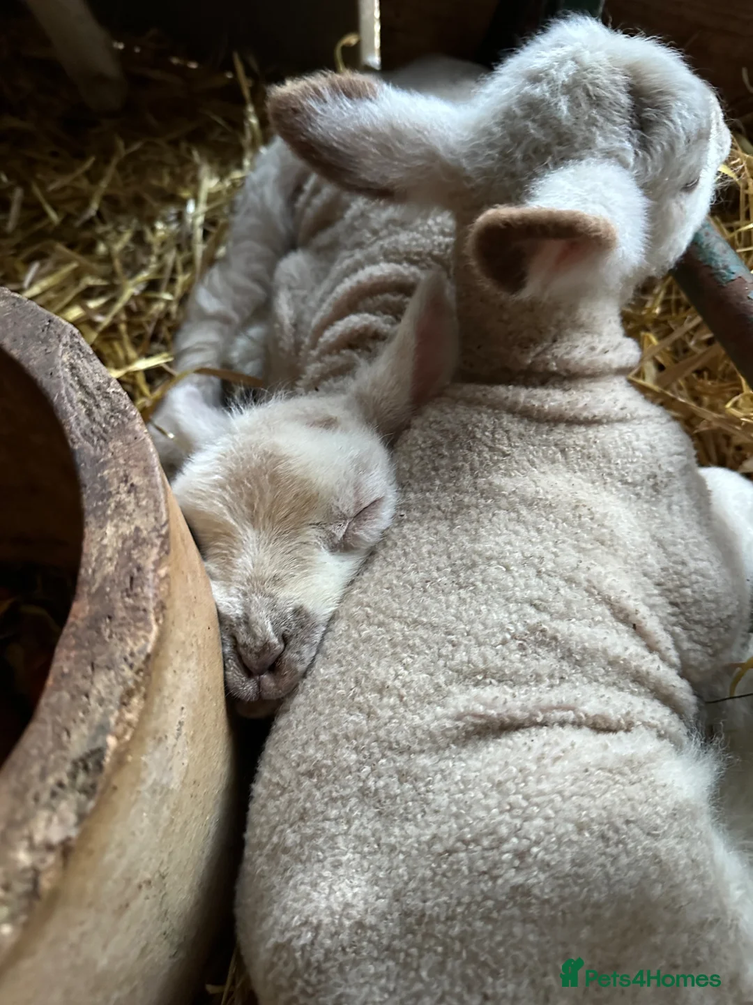 Sheep livestock for sale: Cade Lambs Commercial Cross Breeds  in Kettering - Advert 2