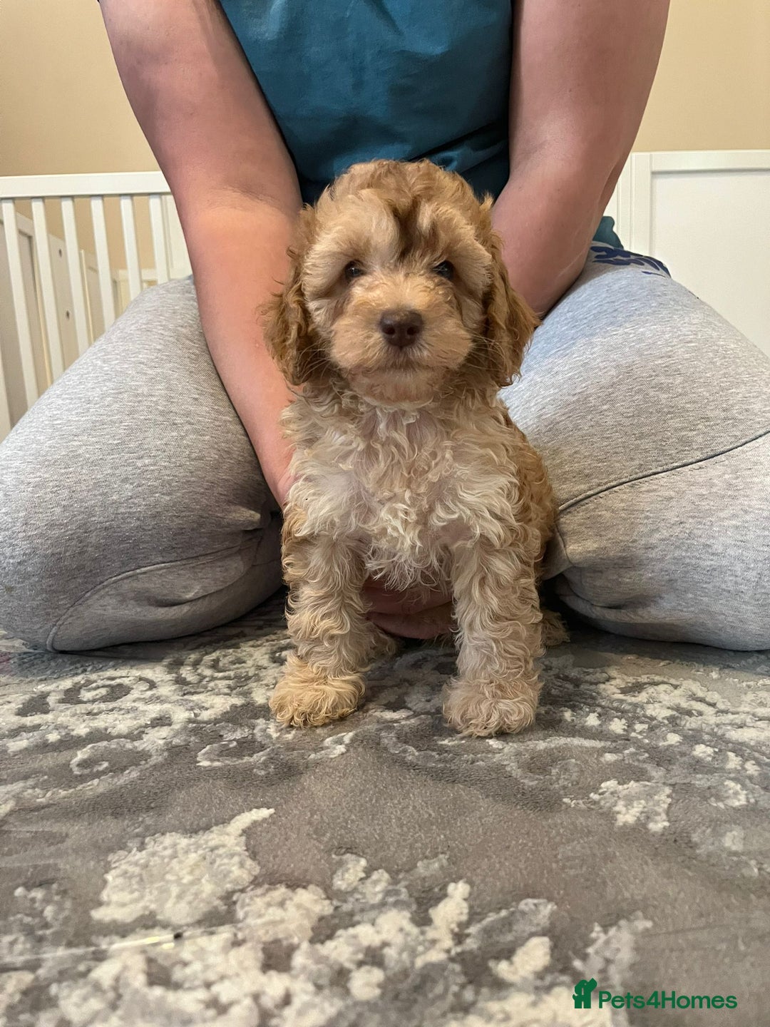 Cockapoo dogs for sale: Stunning F2 cockapoo puppies available 😍  - Image 2