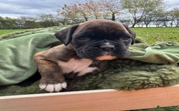 Boxer dogs for sale: ASTONISHING KC REGISTERED BOXER PUPPIES!  - Image 8