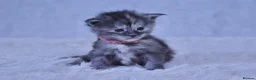 Maine Coon cats for sale: Maine coon kittens 5 ⭐ homes only  - Advert 7