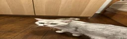 Scottish Fold cats for sale: Beautiful Scottish Fold Kittens — for Loving Homes - Advert 6
