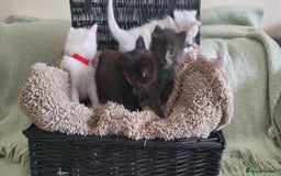 Norwegian Forest Cat cats for sale: Norwegian forest with Turkish Angora - Image 6