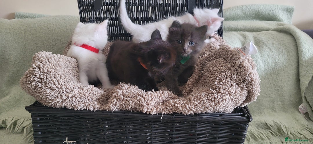 Norwegian Forest Cat cats for sale: Norwegian forest with Turkish Angora - Image 6