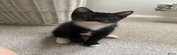Mixed Breed cats for sale: 2 kittens for sale  in Southampton - Advert 5