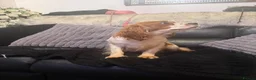 Cavalier King Charles Spaniel dogs for sale: Kc dna clear cavalier adult  - Advert 7