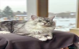 Maine Coon cats for stud: 🔥Beautiful stud Maine Coon ❤️ in Northampton - Image 13