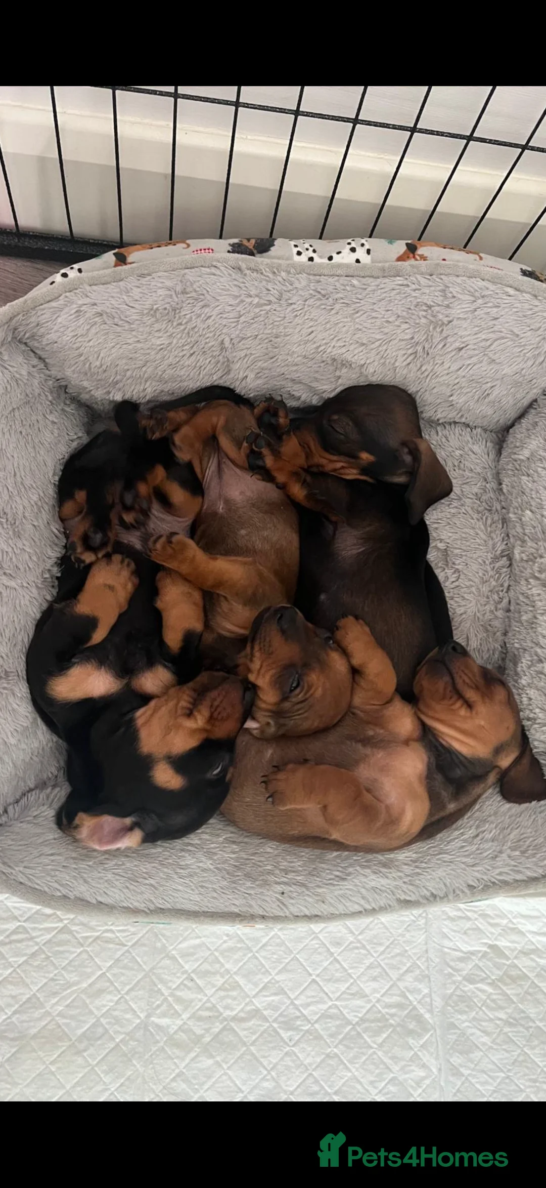 Miniature Dachshund dogs for sale: Miniature Dachshunds Puppies - Advert 2
