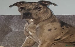 Mixed Breed dogs for sale: Lurcher - Image 3