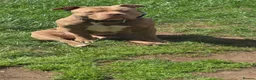 American Bully dogs for stud: Boy American bully  - Advert 4