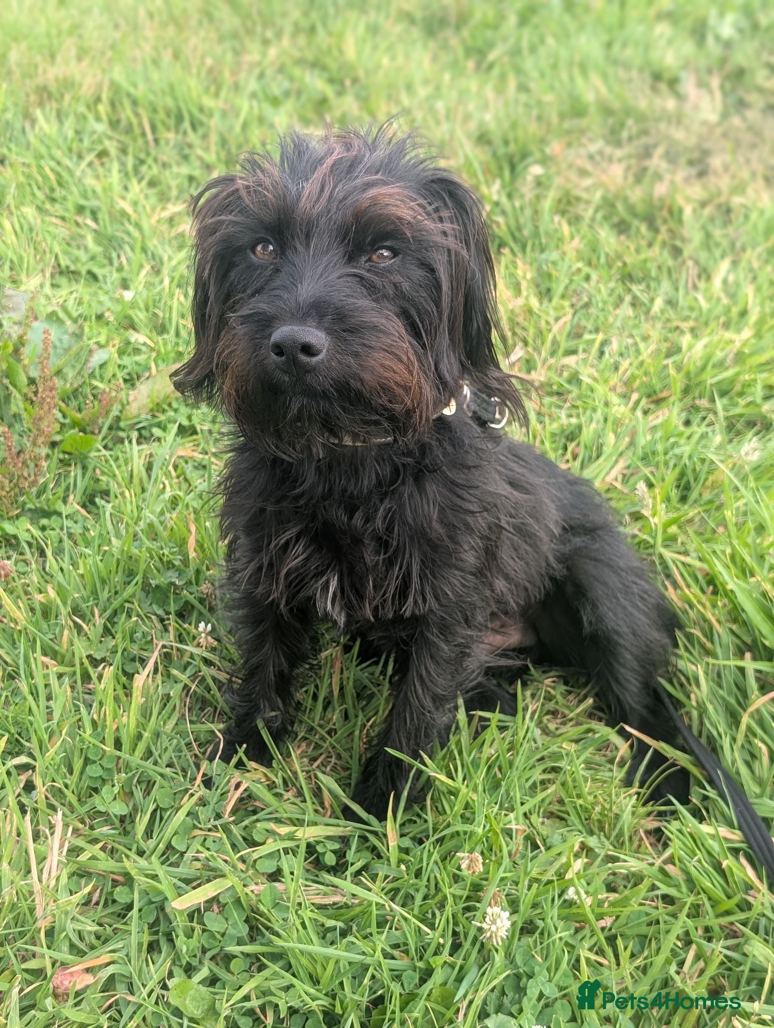Mixed Breed dogs Paterdale x Cairn terrier  - Advert 2