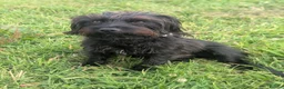 Mixed Breed dogs for sale: Paterdale x Cairn terrier  - Advert 1