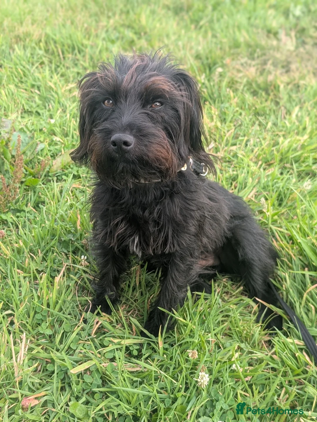 Mixed Breed dogs for sale: Paterdale x Cairn terrier  - Advert 1