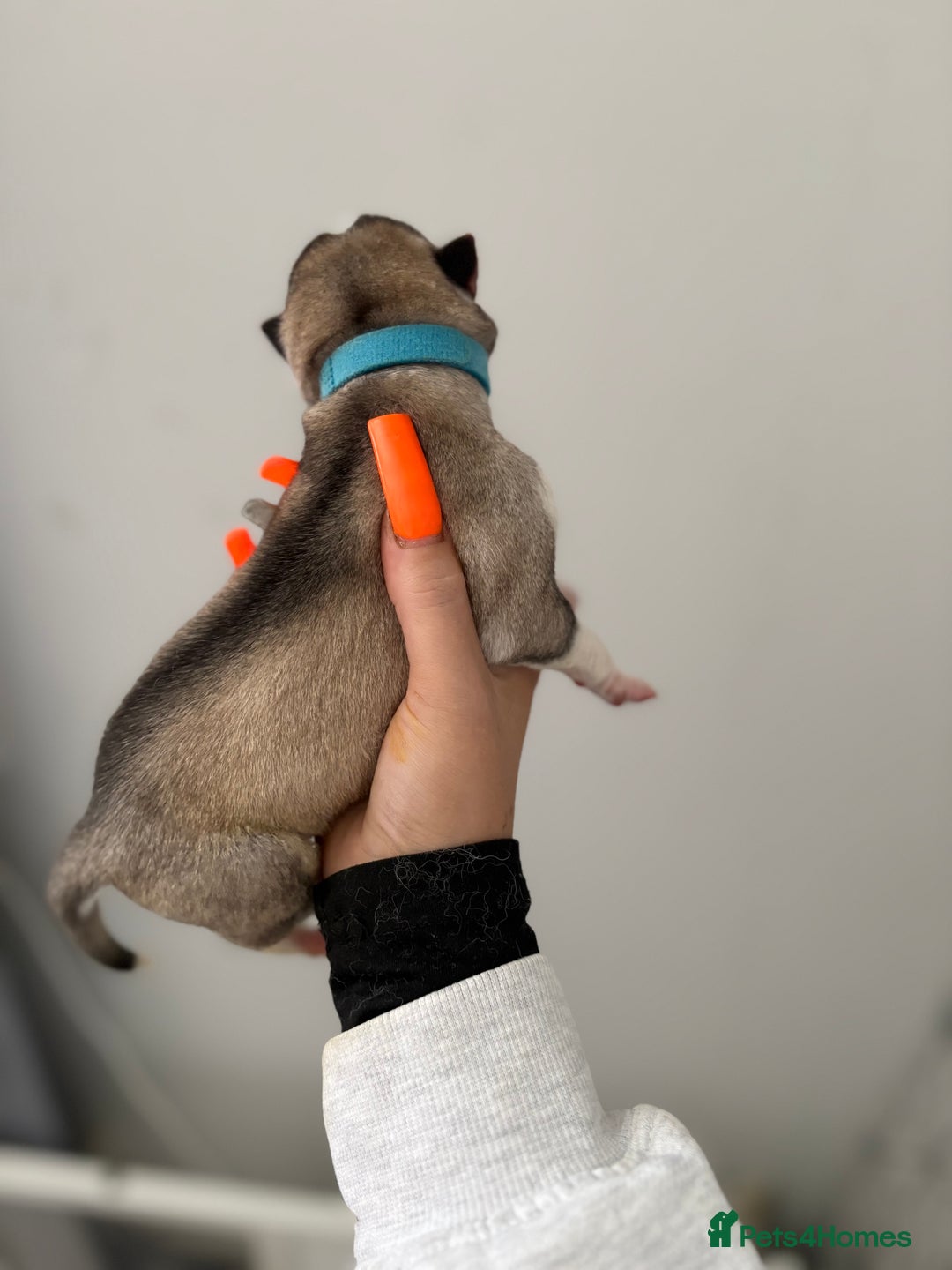 Siberian Husky dogs for sale: Husky puppies - Image 12