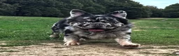 French Bulldog dogs for sale: Outstanding Family Raised frenchies❤️ READY NOW  - Advert 27