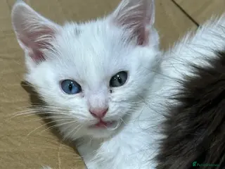 Turkish Angora cats Turkish angora ready now - Advert 1