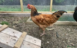 Chickens poultry for sale: rooster 14 10 weeks chicken male cocks Preston - Image 8