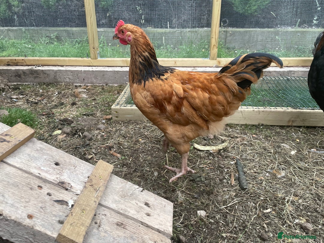 Chickens poultry for sale: rooster 14 10 weeks chicken male cocks Preston - Image 8