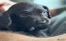 Cocker Spaniel dogs for sale: Kc, health tested WC cocker spaniel puppies  - Image 7